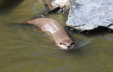 Asian Small clawed otter