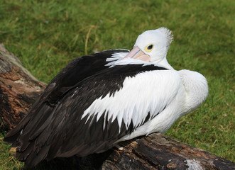 Australian pelican (Pelecanus conspicillatus)