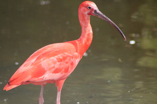 Red Ibis By Lake