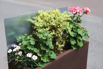 Gardening, decoration concept - flowers and plants in a container at street
