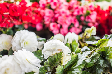 Macro closeup of red and white begonia flowers in flower pots on display