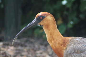 Black faced Ibis