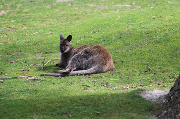 Red necked Wallaby 