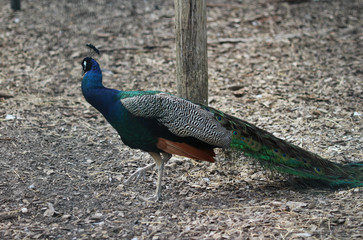 Obraz premium Blue peacock