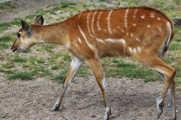 Sitatunga young 