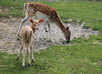 Fallow deer (Dama dama) with young