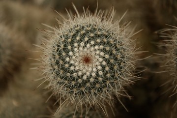 Top of Cactus Pattern