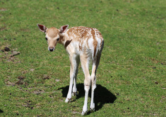 Fallow deer (Dama dama) with young