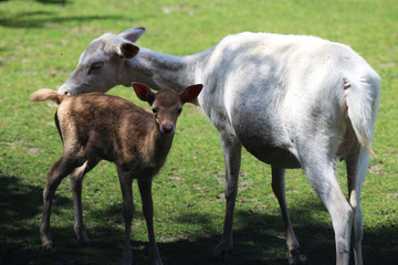 Fototapeta premium Fallow deer (Dama dama) with young