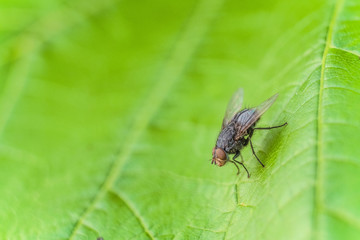 Fly insect in the wild on a green leaf