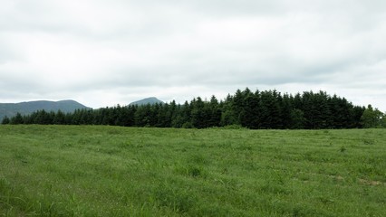 高原の牧草地