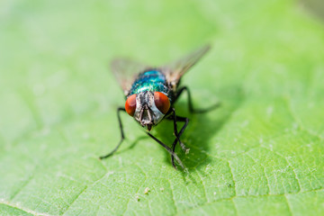 green bottle fly macro