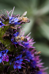 Tight Shot Of Two Bees Gathering Pollen On Flower