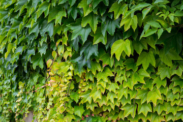 Fototapeta na wymiar Wilder Wein (Vitis vinifera subsp. sylvestris) wächst an einer Mauer