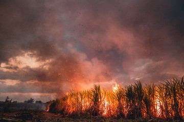 Field of burning sugar cane