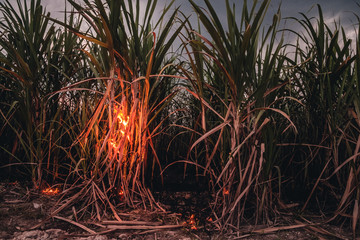 Burning sugar cane