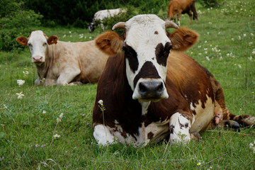 Naklejka na ściany i meble cow sitting on grass