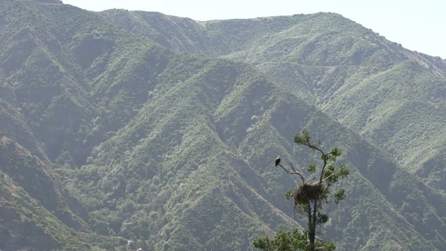 Bald Eagle resting by nest in San Gabriel Mountains National Monument California