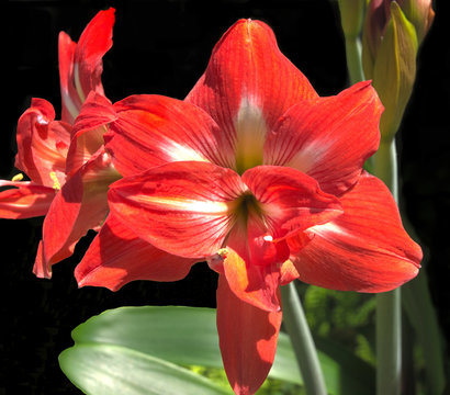HDR Photo image of a red Amarillis flower