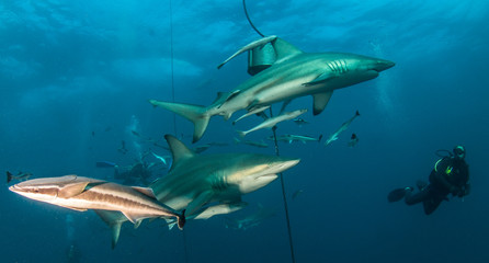 Shark Sucker with Black Tip Sharks