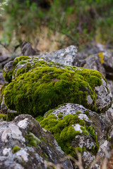 Mit Moos bewachsener Stein auf einer Natursteinmauer, Gran Canaria, kanarische Inseln, Spanien