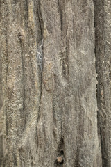 wood texture