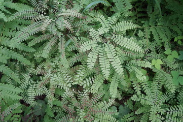 Maidenhair Fern