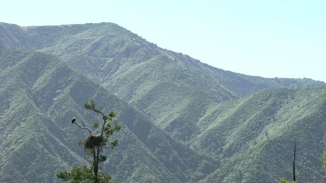 Bald Eagle resting by nest in San Gabriel Mountains National Monument California