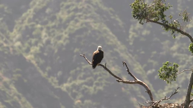 Bald Eagle resting by nest in San Gabriel Mountains National Monument California