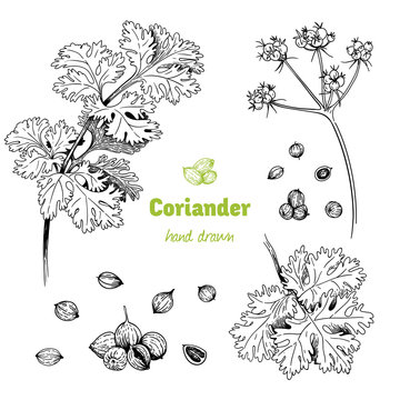 Coriander plant, flowers,  leaves and seeds vector hand drawn illustration