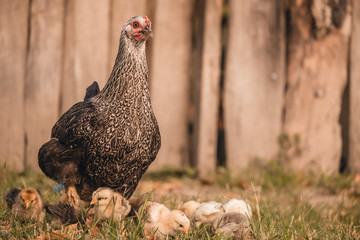 Hen and chicks foraging against a wooden fence