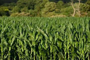 Cornfield,Jersey, U.K. A lush crop of corn in the Summer.