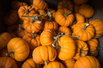 Assortment of baby jack-be-little orange pumpkins background