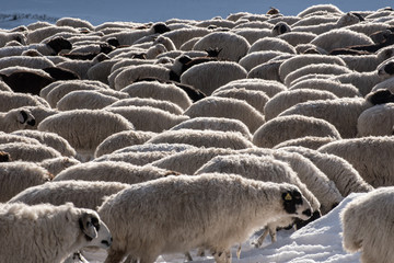  Girl shepherd sitting on horse and shepherding herd of sheep in prairie with snow-capped mountains...