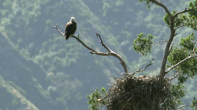 Bald Eagle resting by nest in San Gabriel Mountains National Monument California
