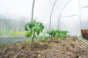 seedling tomatoes in the greenhouse