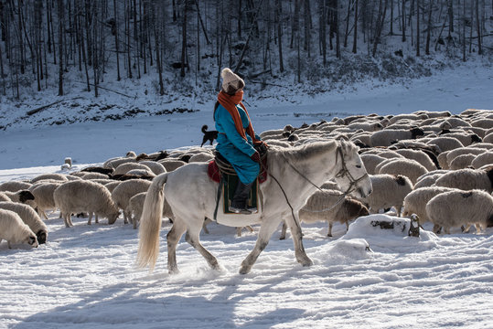  Girl shepherd sitting on horse and shepherding herd of sheep in prairie with snow-capped mountains on background