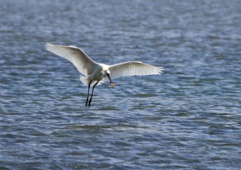 Löffler auf Vlieland