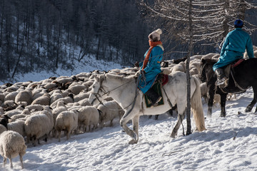  Girl shepherd sitting on horse and shepherding herd of sheep in prairie with snow-capped mountains...