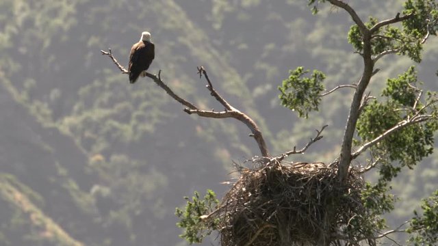 Bald Eagle resting by nest in San Gabriel Mountains National Monument California