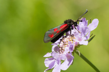 Cinnabar Moth