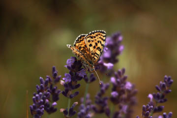 PAPILLON