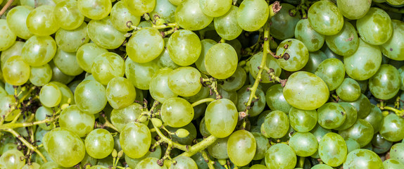 Fundo com uvas verdes.