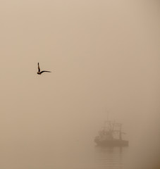 bird in the fog