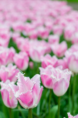 Obraz premium keukenhof