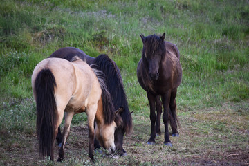 Horses Denmark Europe