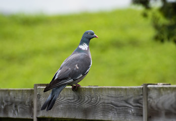 pigeon on fence