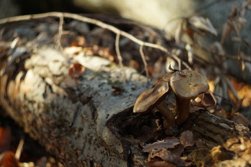 Obraz premium The gift of the forest