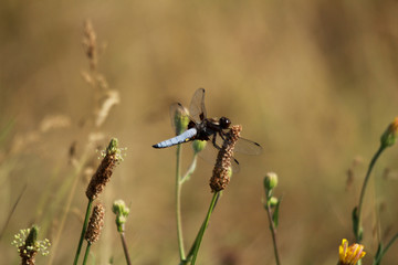 LIBELLULES