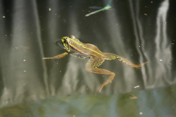 GRENOUILLE